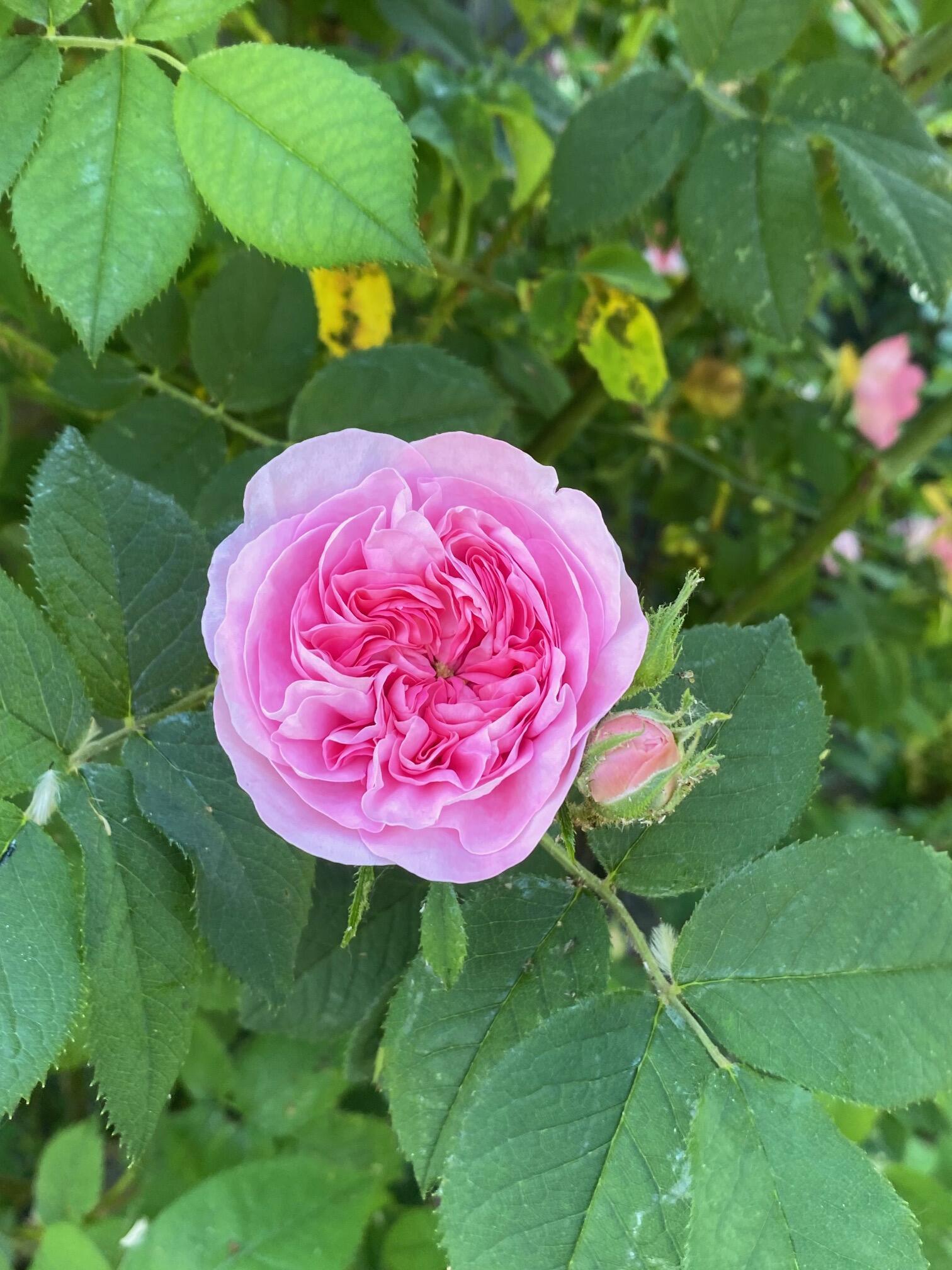 Ein Sommertag in Eltville 